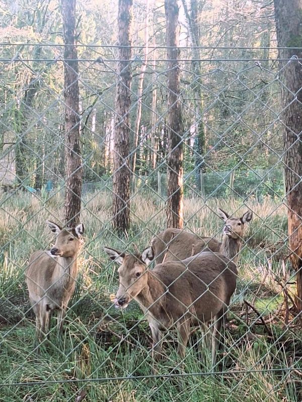 deer farran woods