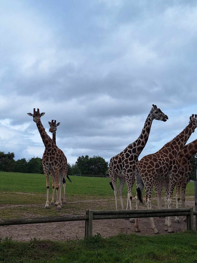 giraffes fota