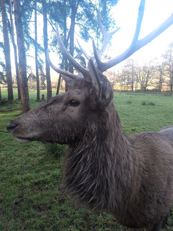 stag farran woods