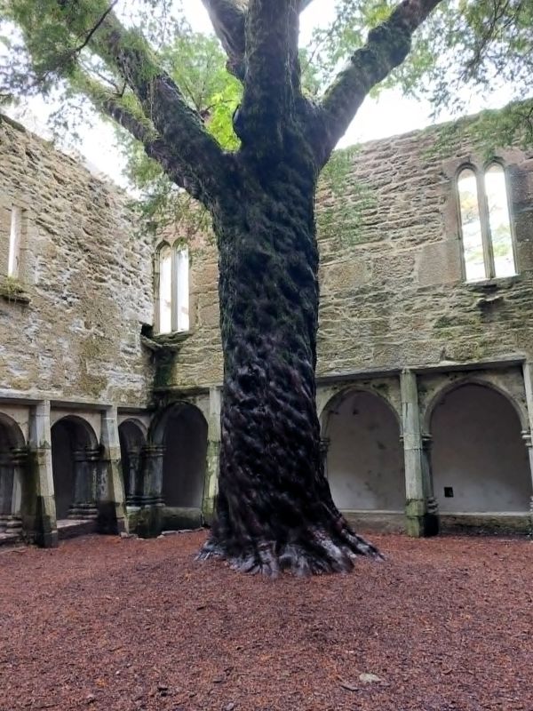 tree muckross abbey