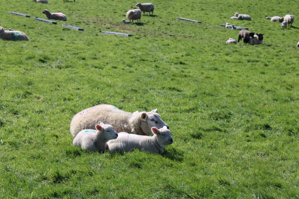 sheep lambs rock of cashel