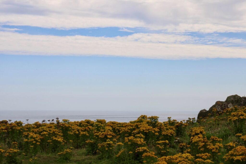 saltee islands viewpoint