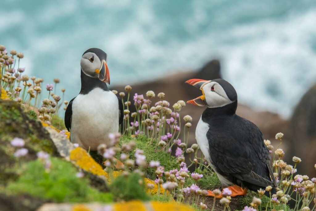 puffins saltee islands
