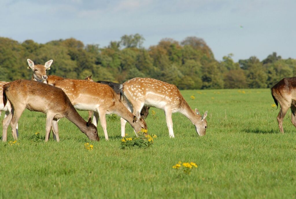 phoenix park deer